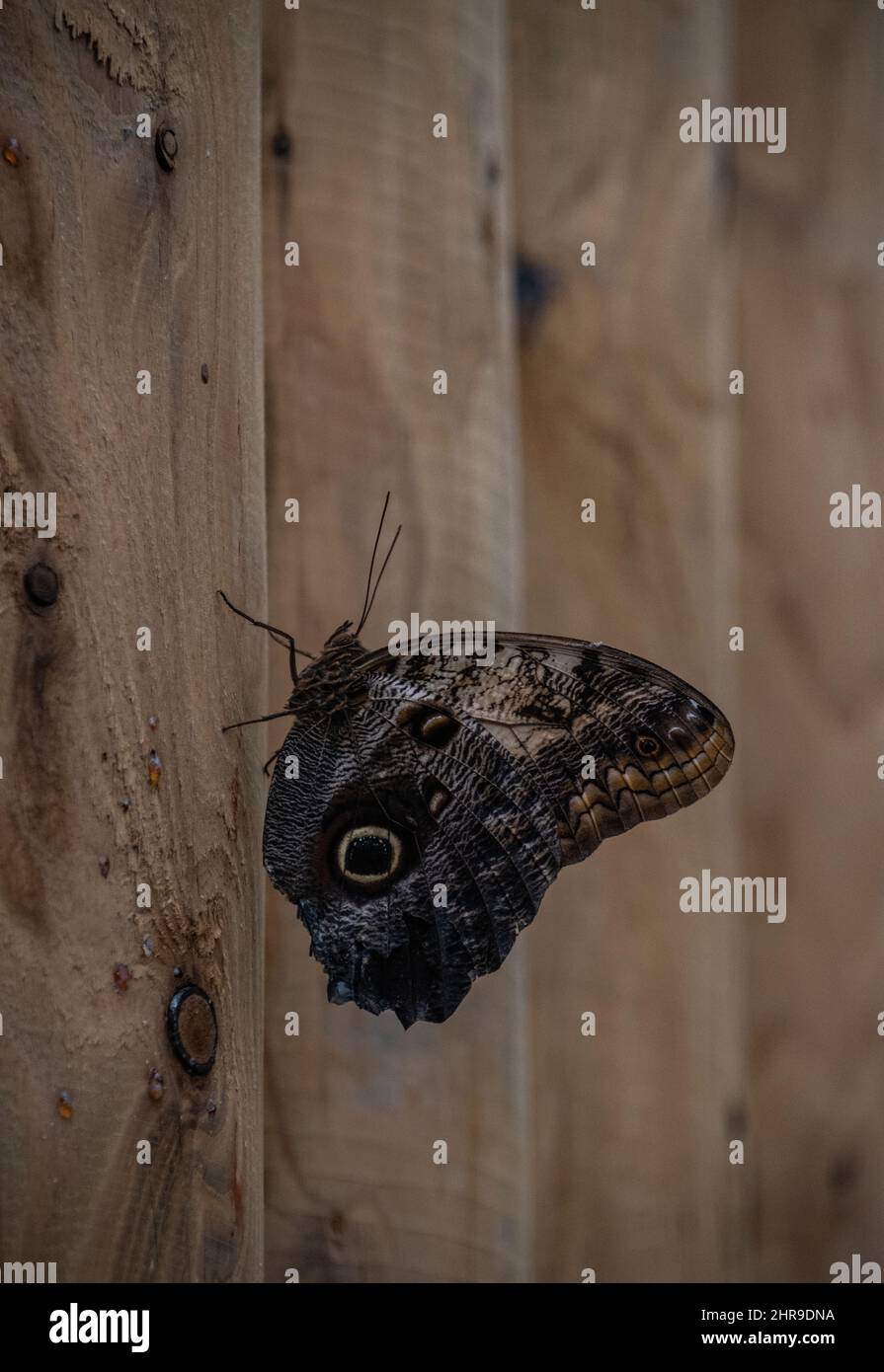 An Erebid moth / Black Witch moth (Ascalapha odorata), a large, dark-coloured moth with distinctive mottled brown wings with a large spot lower down. Stock Photo