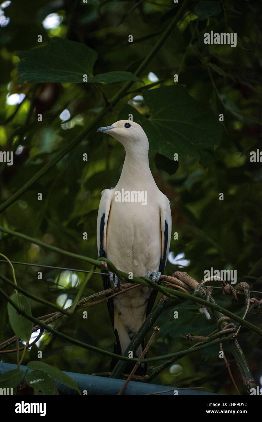 Pied Imperial Pigeon (Ducula bicolor), perched on a branch. Its relatively large body and black tipped wings make it easily identifiable. Stock Photo