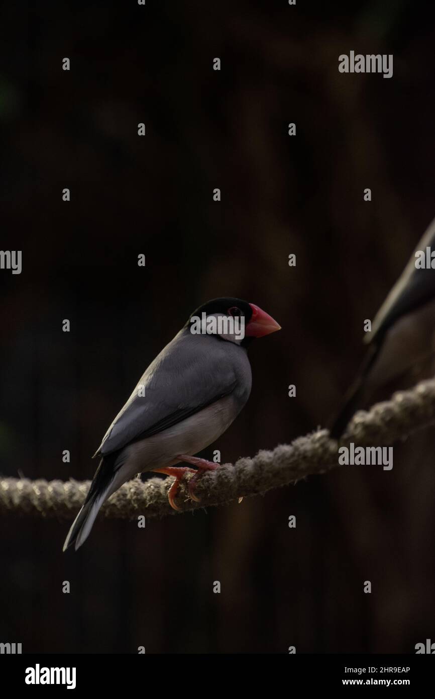 Padda field hi-res stock photography and images - Alamy