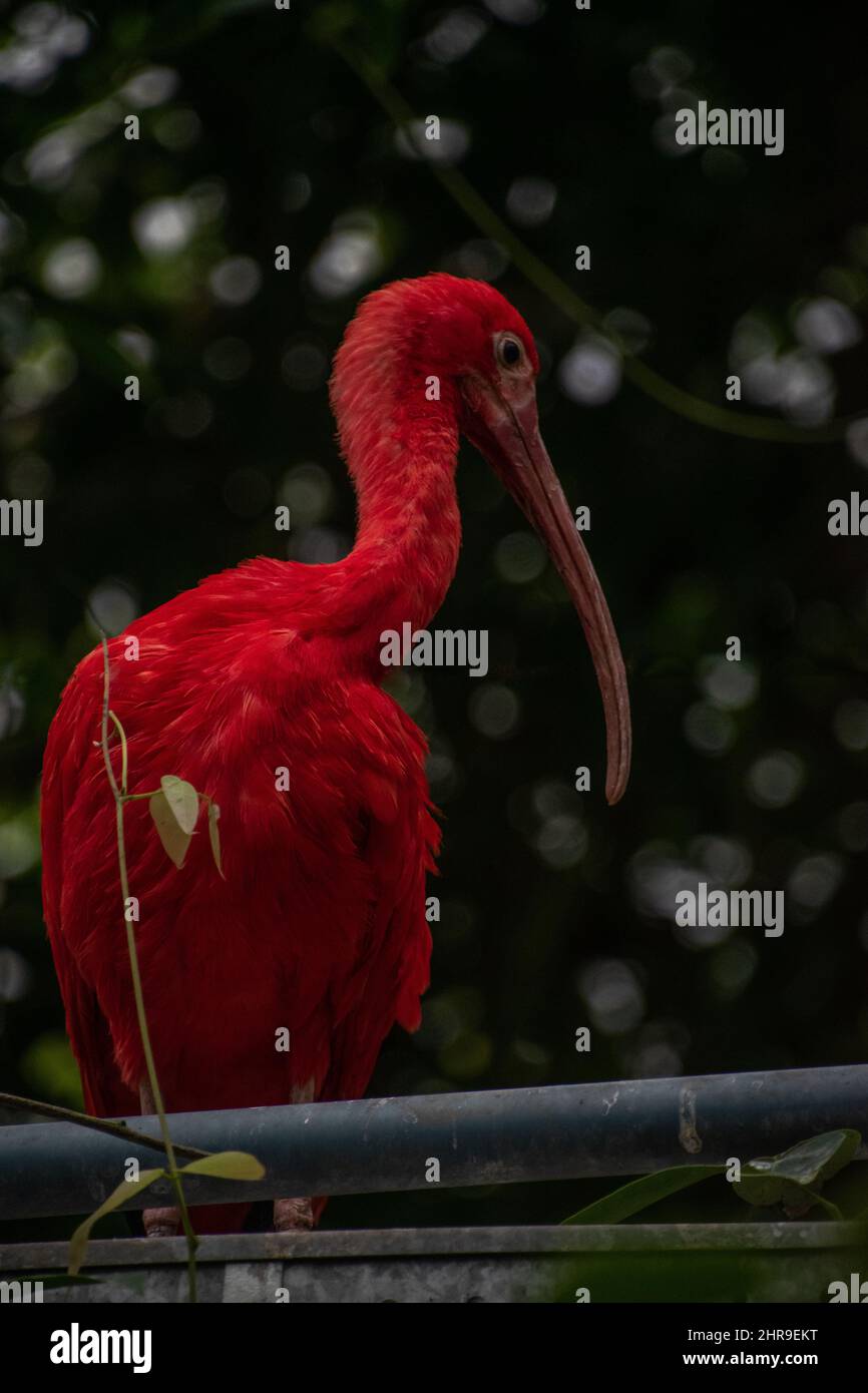 Scarlett Ibis Hi res Stock Photography And Images Alamy scarlett-ibis-hi-res-stock-photography-and-images-alamy