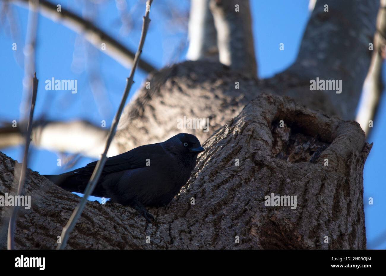 Birdwatching - western jackdaw on a tree Stock Photo