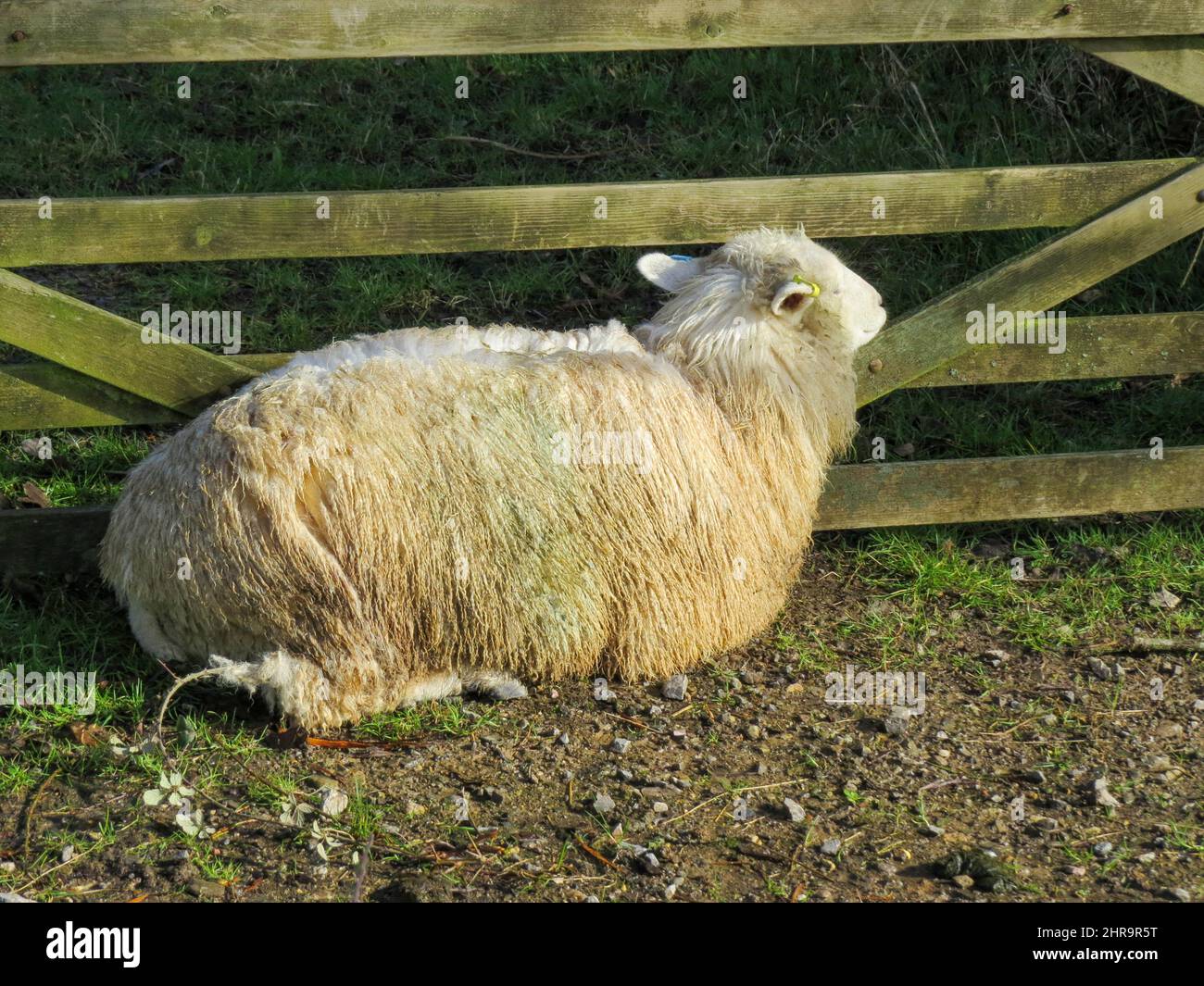 sheep sleeping resting against a gate in the spring sunshine Stock Photo