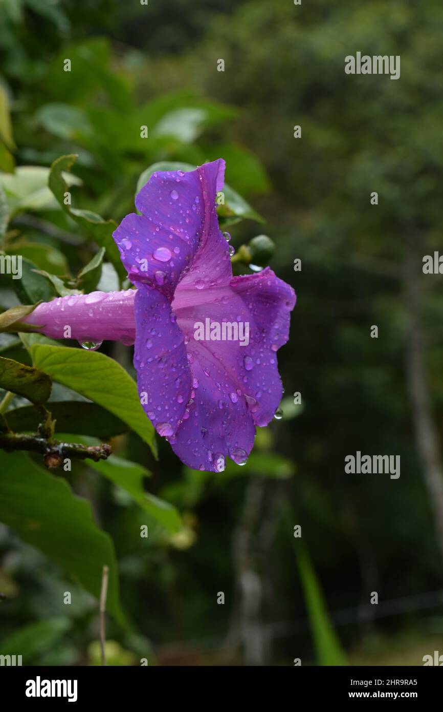 A purple 'Ipomoea indica' flower on a tree Stock Photo
