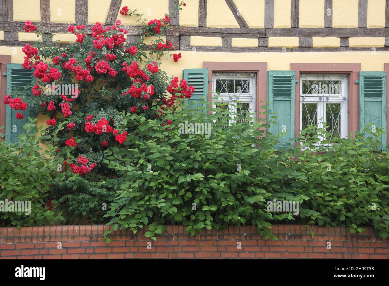 Red roses on the half-timbered house, Alter Posthof, Hattersheim im Taunus Stock Photo