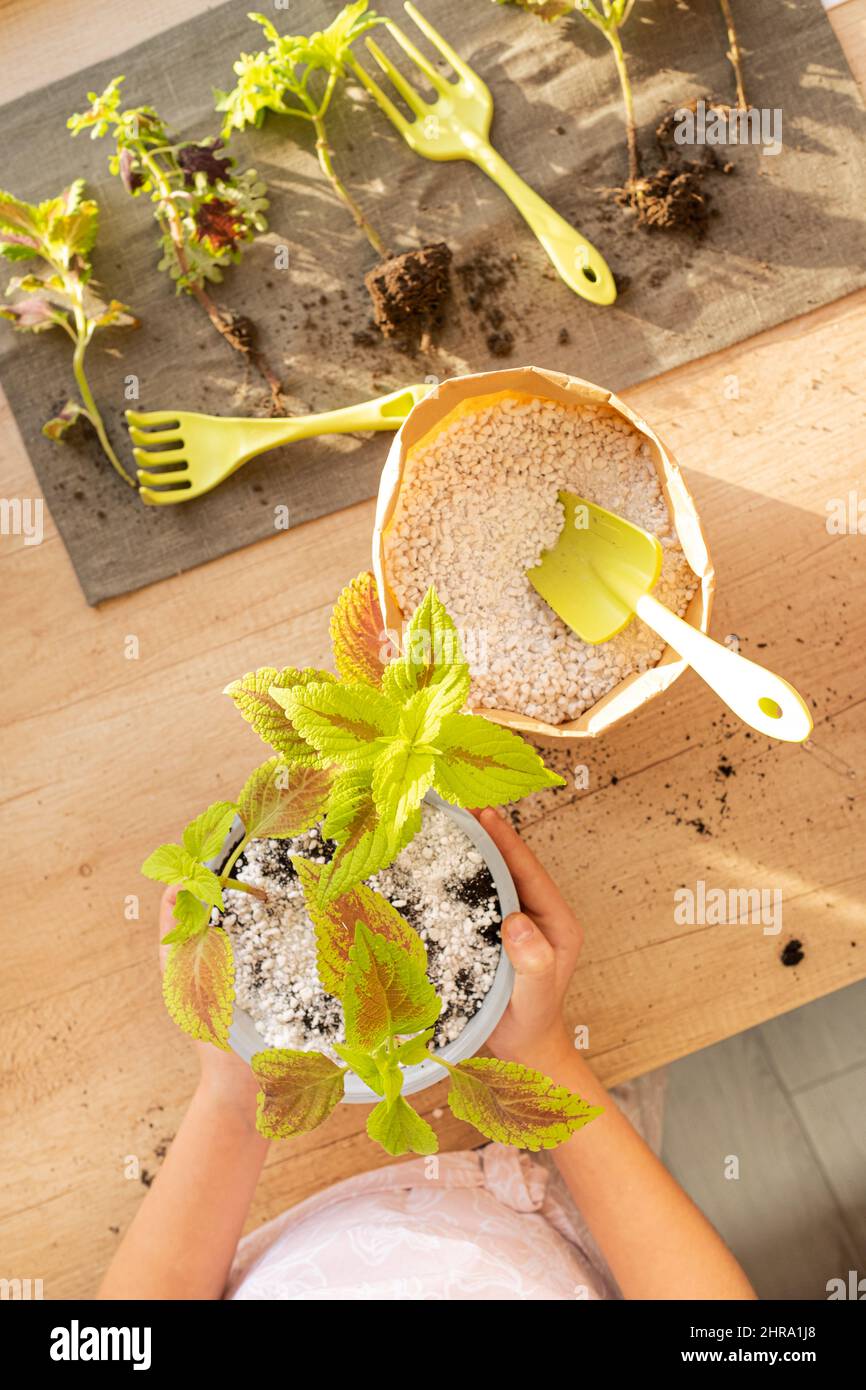 Planting Coleus plant in soil mixed with perlite. Hands caring for houseplant, top view of table, seedlings and garden tools on napkin. Hobby Stock Photo