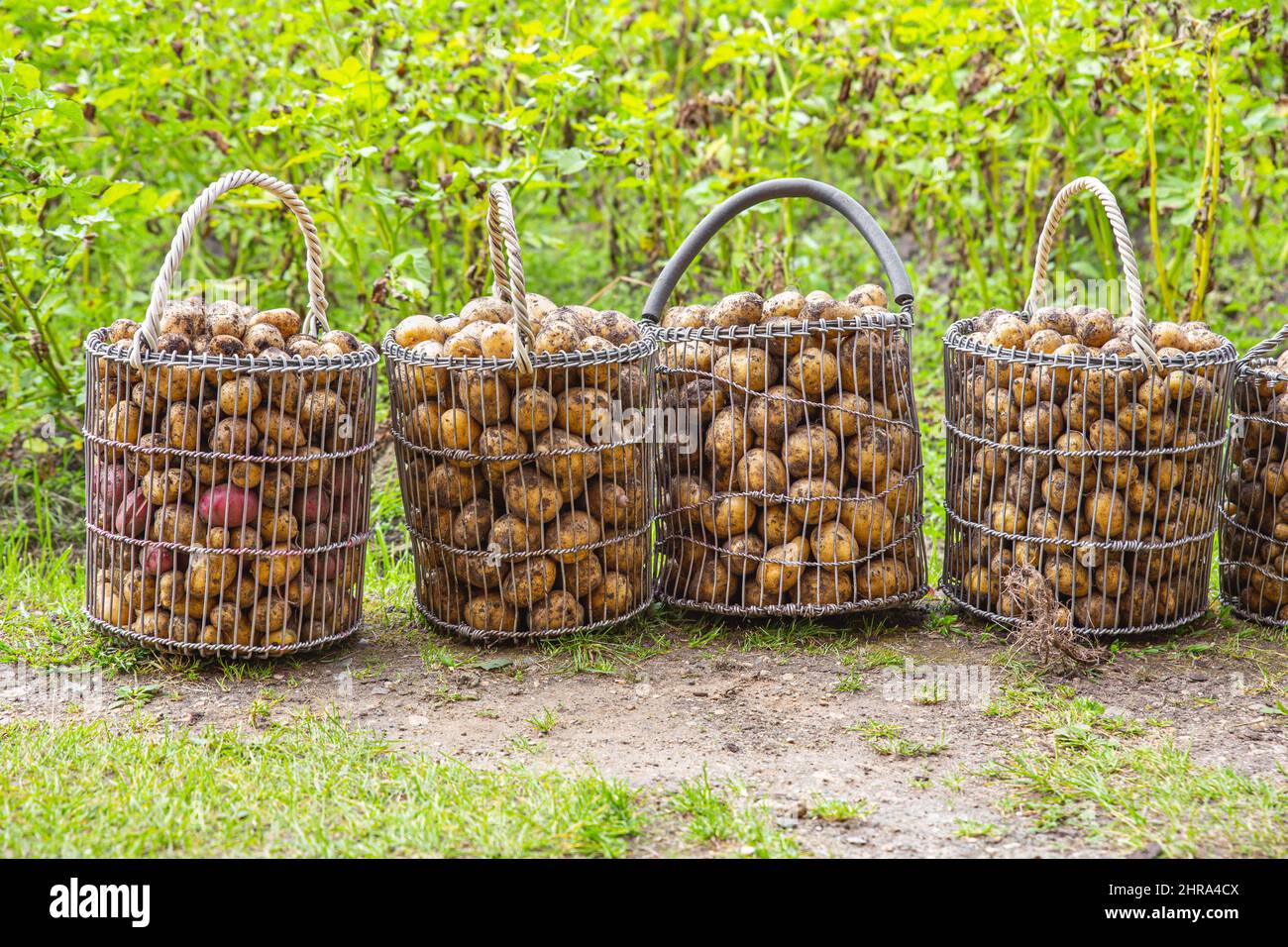 A potatoes in baskets of metal mesh in the vegetable garden. The