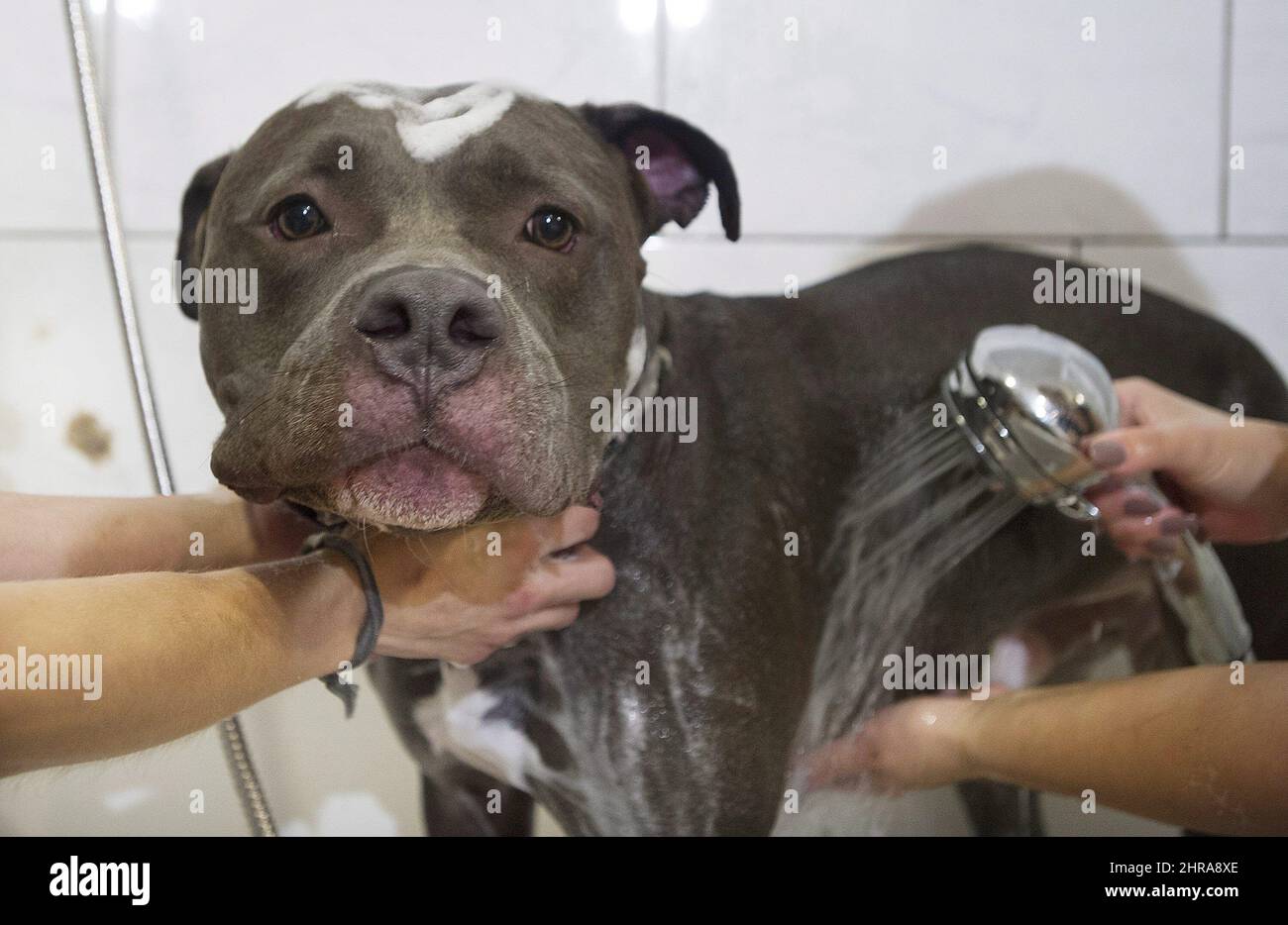 Bless, an American Pit Bull Terrier, is treated to a free grooming session at Pampered Pets in Montreal, Sunday, September 25, 2016. Montreal city council is expected to vote on a bylaw that would ban new pit bulls in the city on Monday, Sept 26. THE CANADIAN PRESS/Graham Hughes Stock Photo