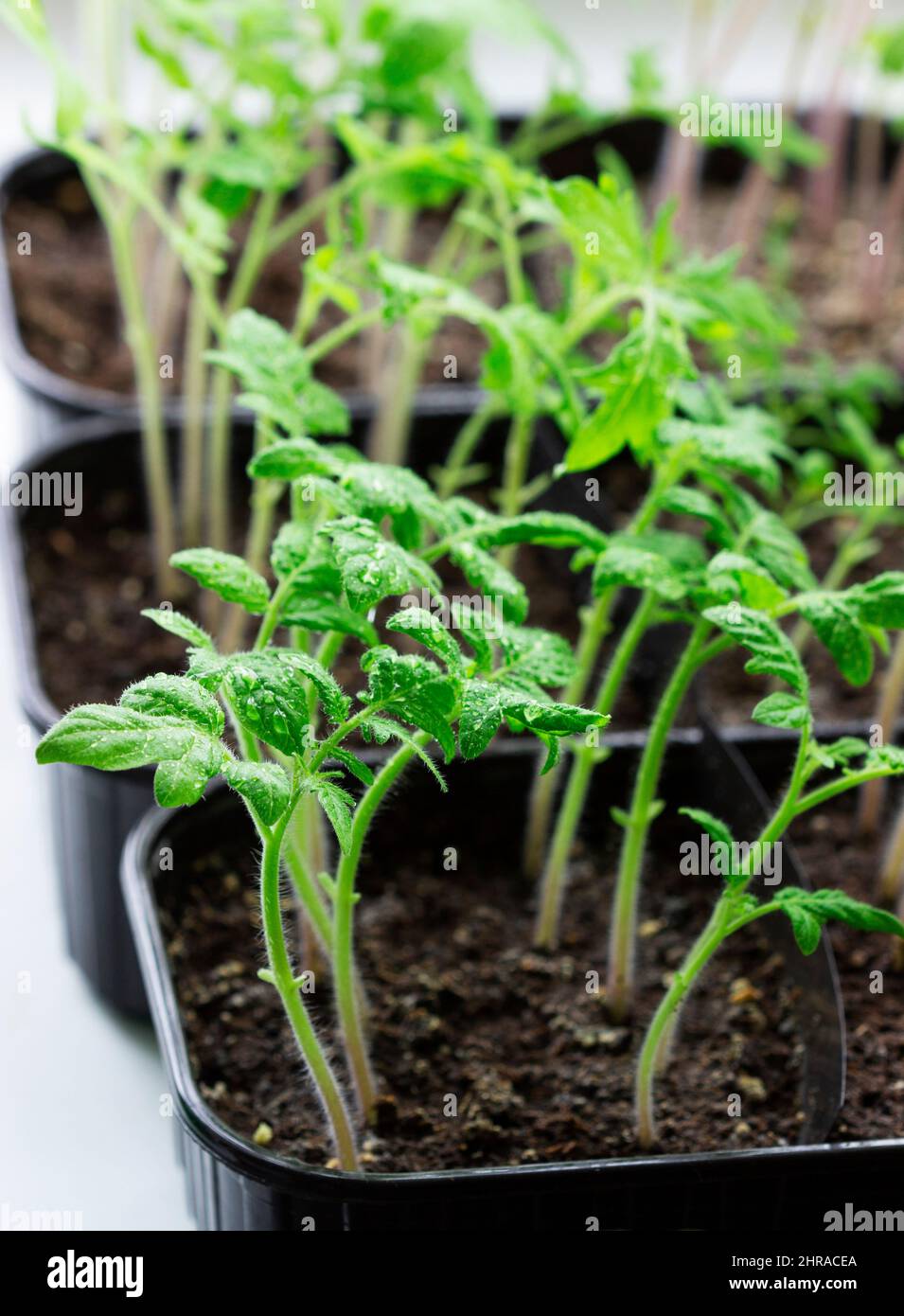 Seedlings of tomatoes and celery grown at home on a windowsill. Stock Photo