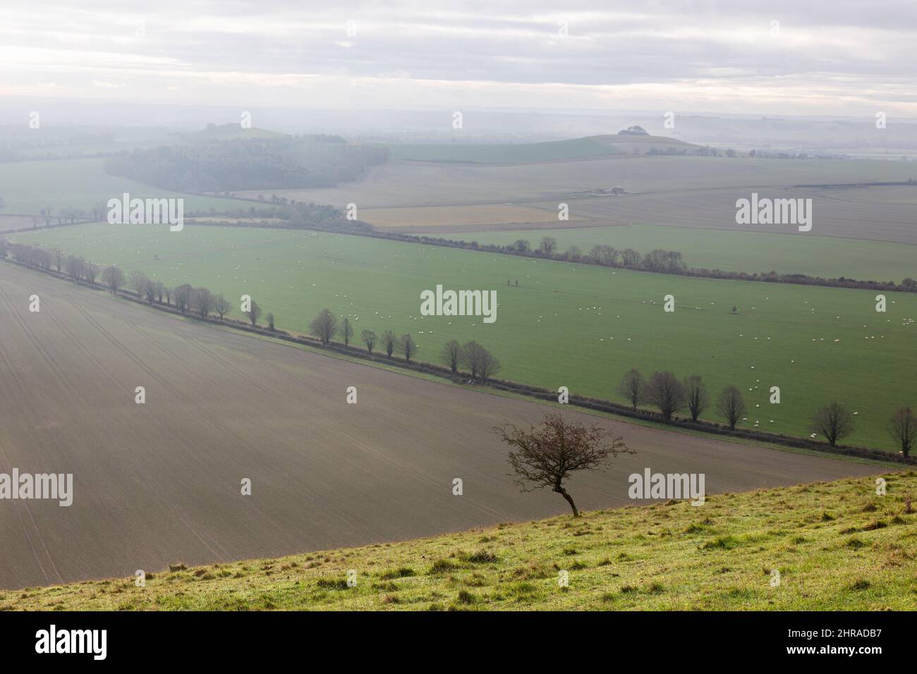 Foggy / Misty November morning on Knap Hill with views of the Vale of Pewsey, North Wessex Downs, Wiltshire, England, UK Stock Photo