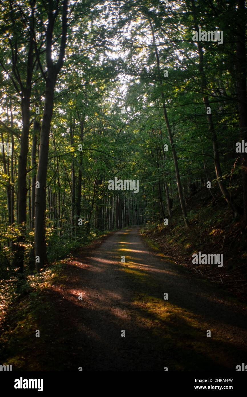 Vertical shot of the road passing through the forest Stock Photo - Alamy
