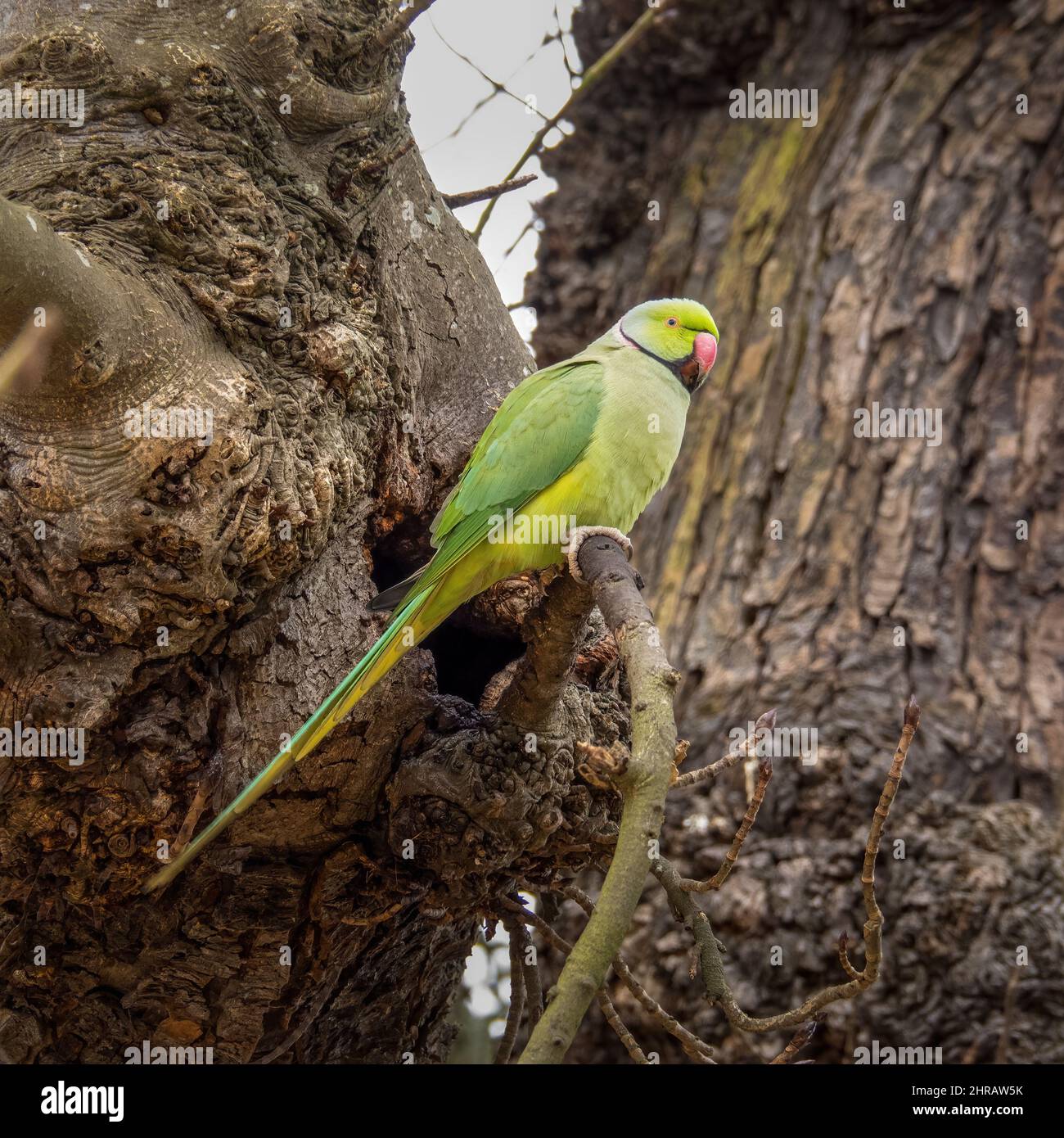 Psittacula krameri, Ring-necked parakeet in London, Richmond Park, near nesting hole. Square crop image Stock Photo