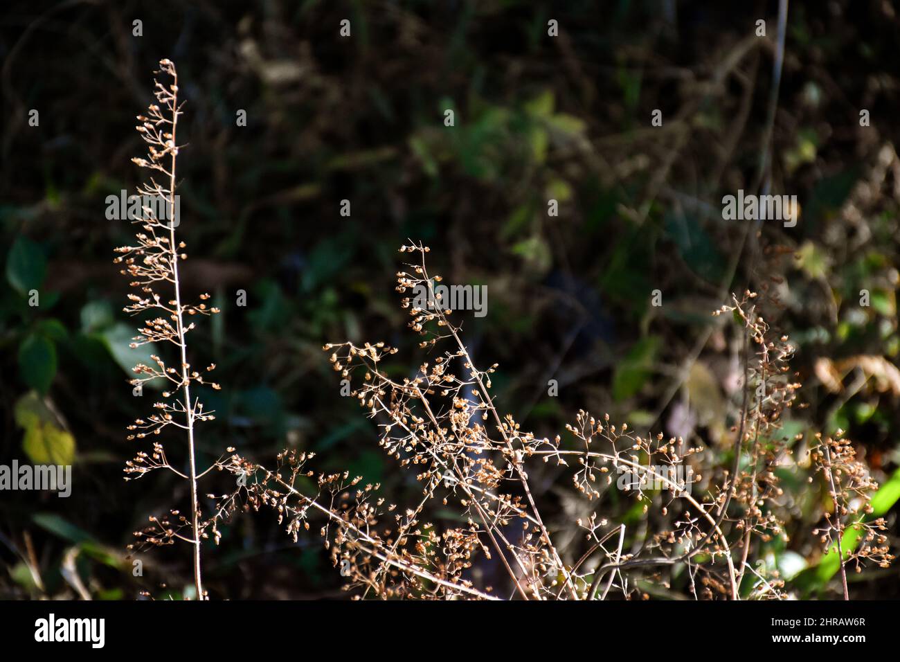 Blepharoneuron tricholepis , dried Pine Dropseed grass Stock Photo