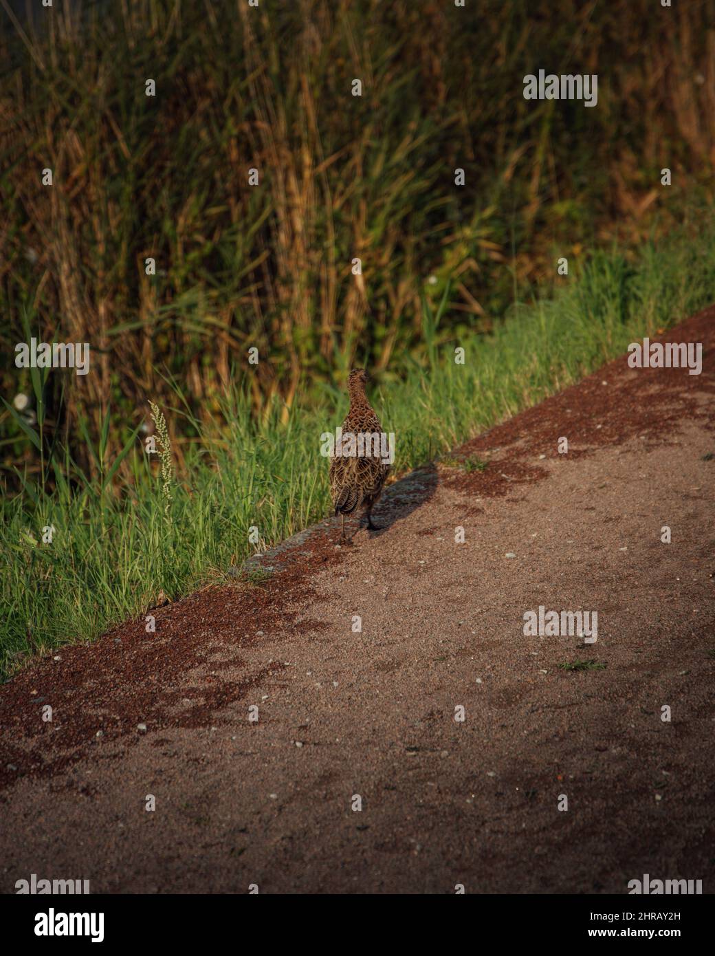 View of a Ring-necked Pheasant bird and Desmostachya bipinnata green plant field Stock Photo