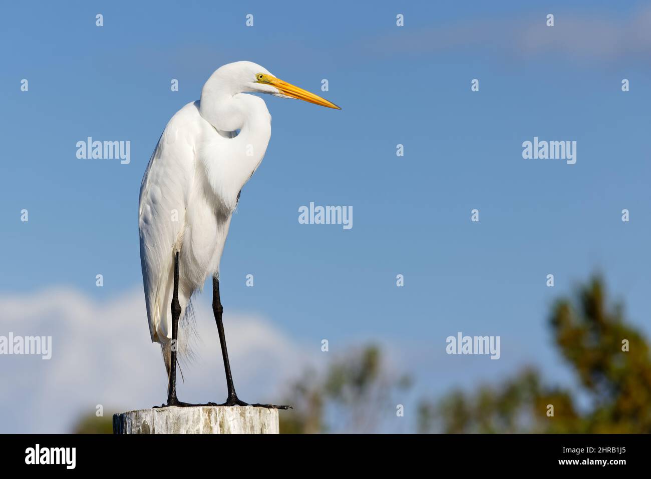 Beautiful Great Egret (ardea alba) perched on a dock piling against a blue sky. Stock Photo