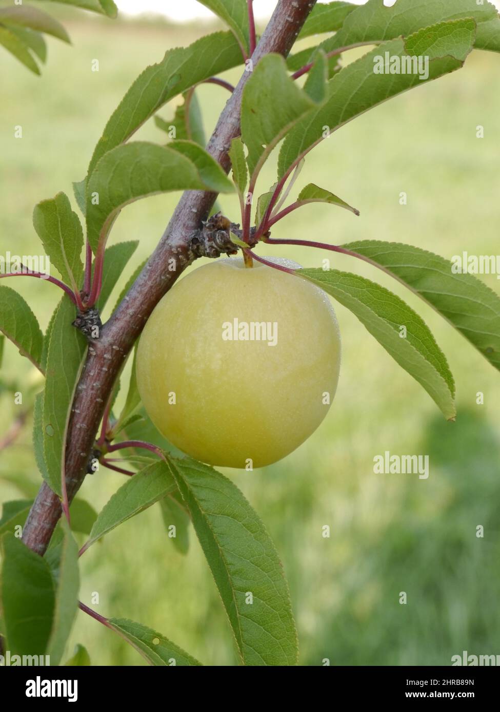 Closeup of an apple ripening on the tree in an orchard in Missouri