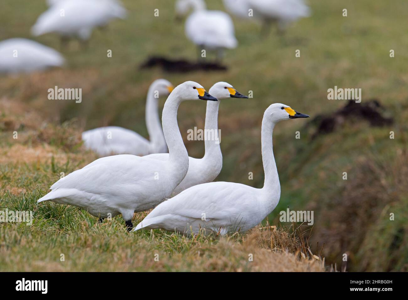 Flock of tundra swans / Bewick's swans (Cygnus bewickii / Cygnus columbianus bewickii) foraging in field / grassland in spring Stock Photo