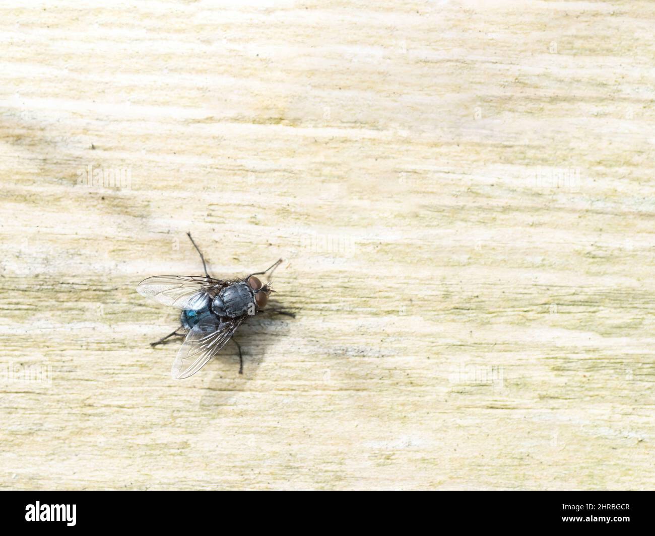 Bluebottle fly warming itself in winter February sun, on fence, UK. Calliphora. Stock Photo