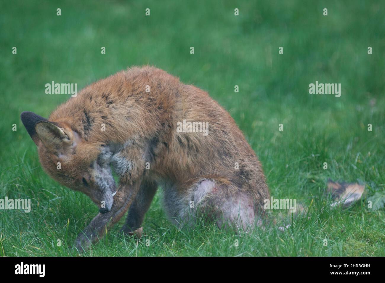 A dog fox suffering from an infection of sarcoptic mange, or scabies, in a garden in south London. The parasitic mite causes itching and fur loss in f Stock Photo