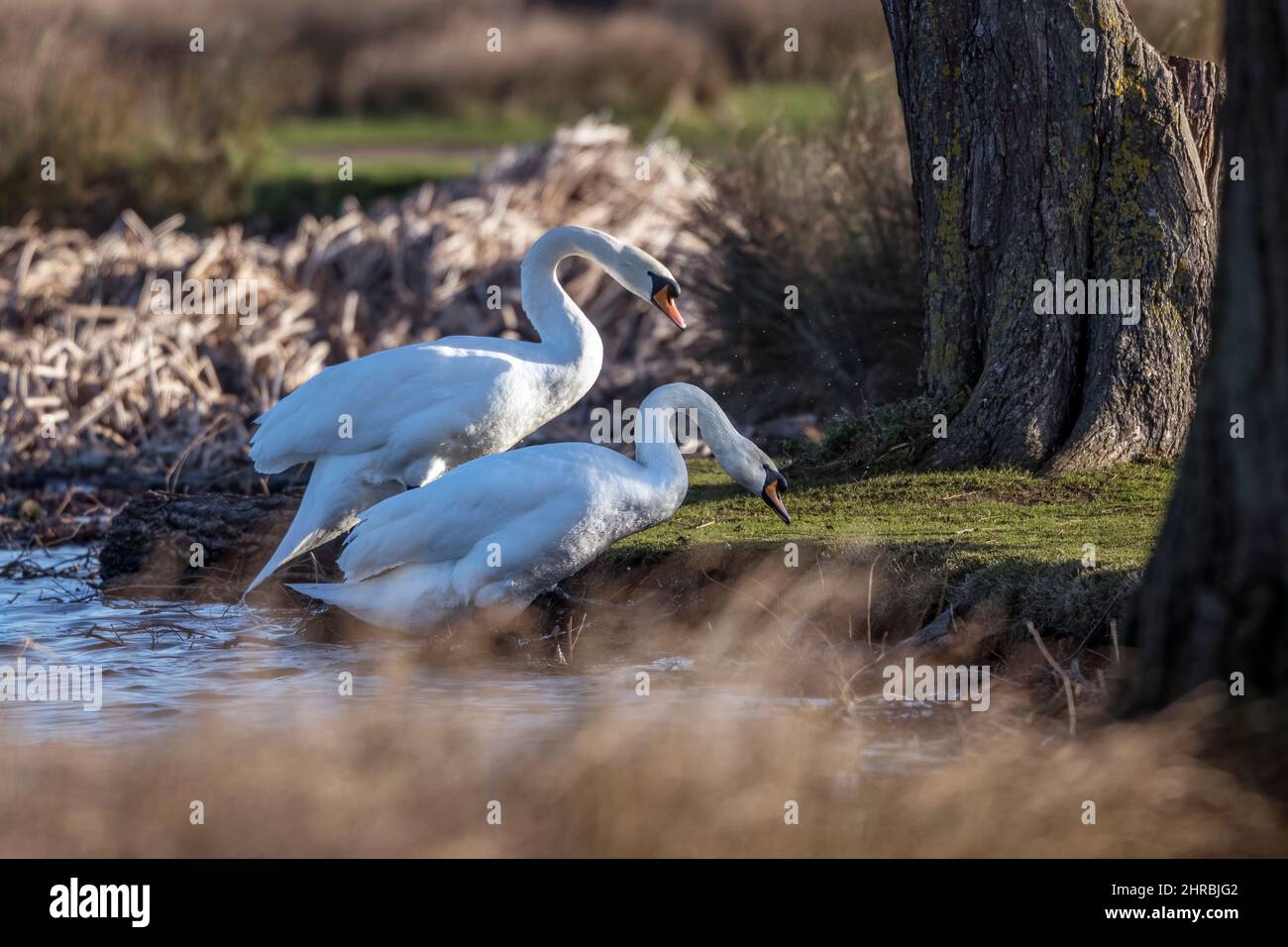 Two mute swans attempting to climb the bank of the pond Stock Photo