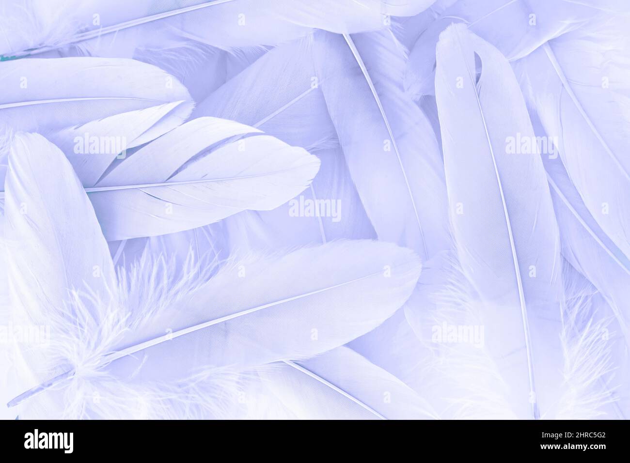 Beautiful violet color feathers background Stock Photo