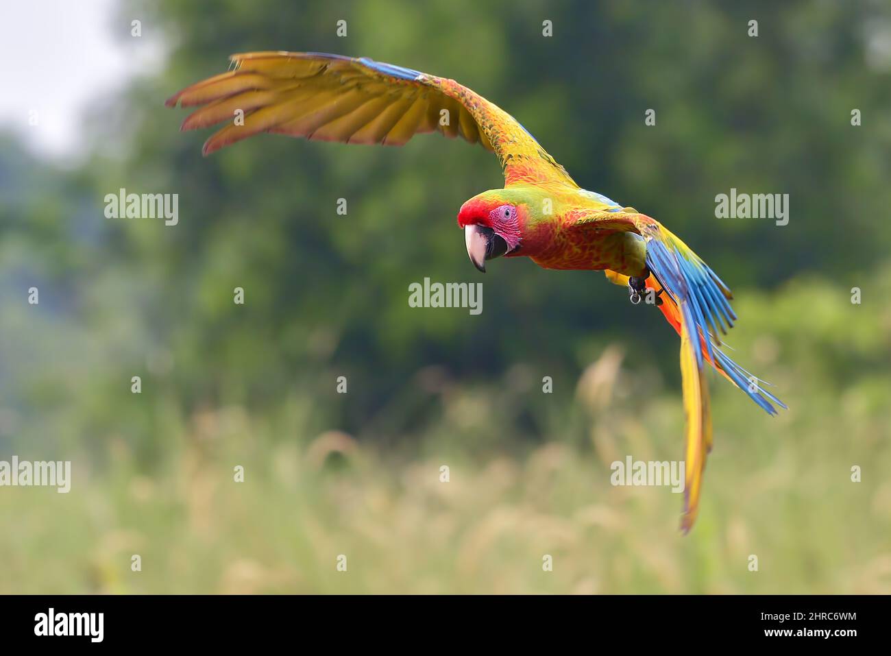 Yellow macaw bird in flight, Indonesia Stock Photo