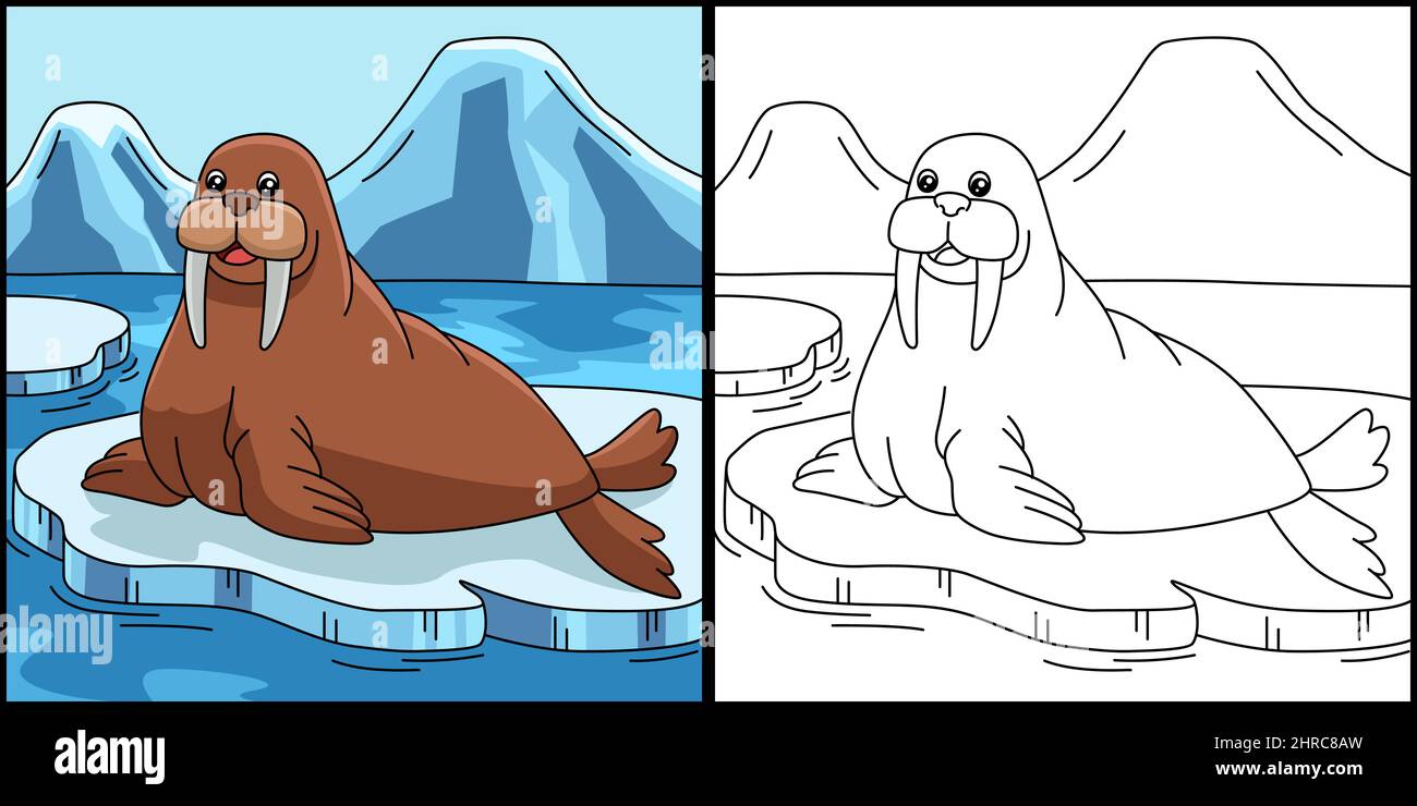 Walrus Coloring Page Colored Illustration Stock Vector