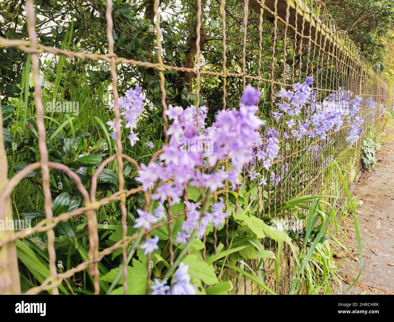 Garden flowers behind fence hi-res stock photography and images - Alamy