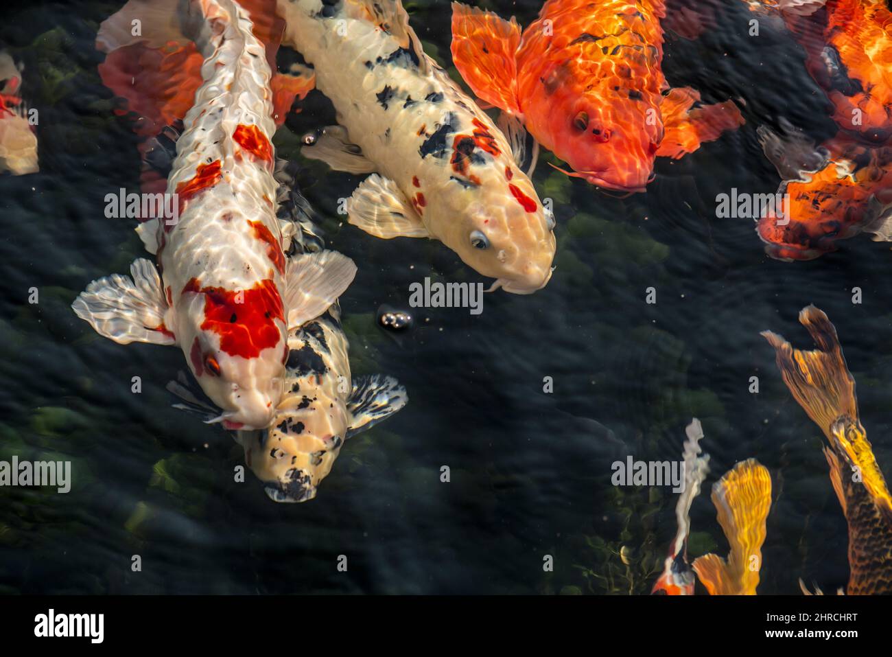 Closeup shot of beautiful koi fish swimming in a pond Stock Photo