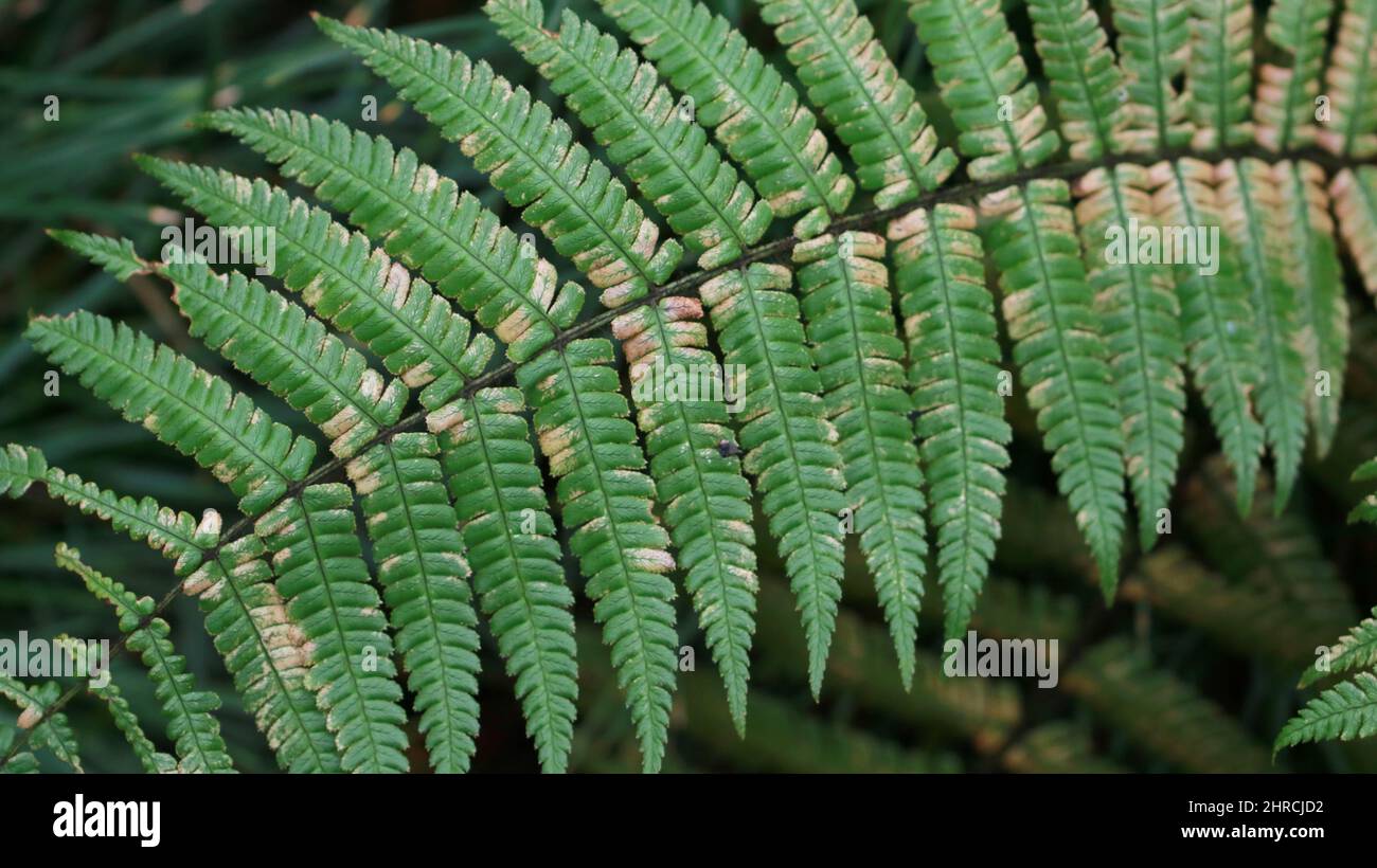 Details fern leaves hi-res stock photography and images - Alamy
