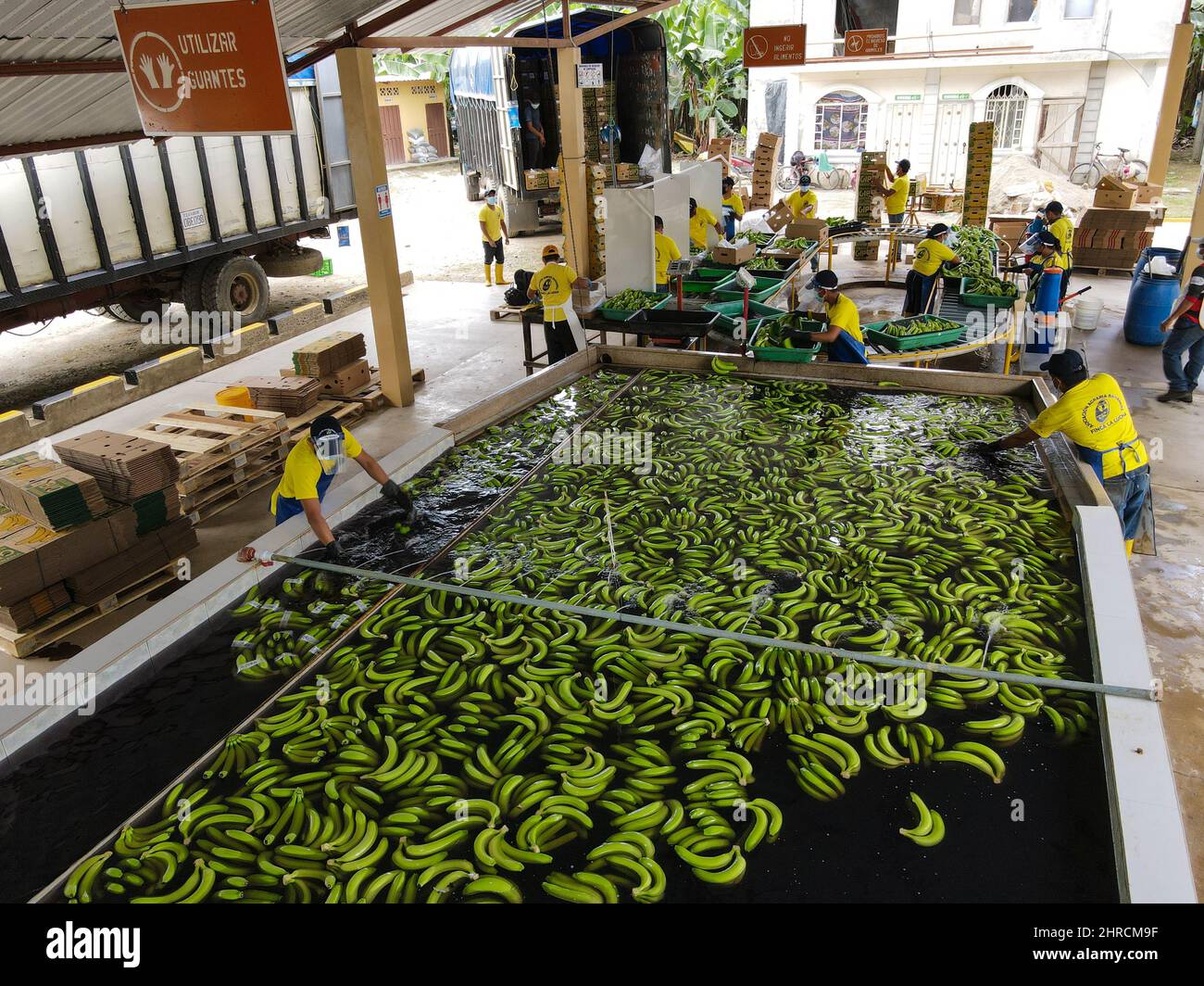 Banana production in ecuador hires stock photography and images Alamy