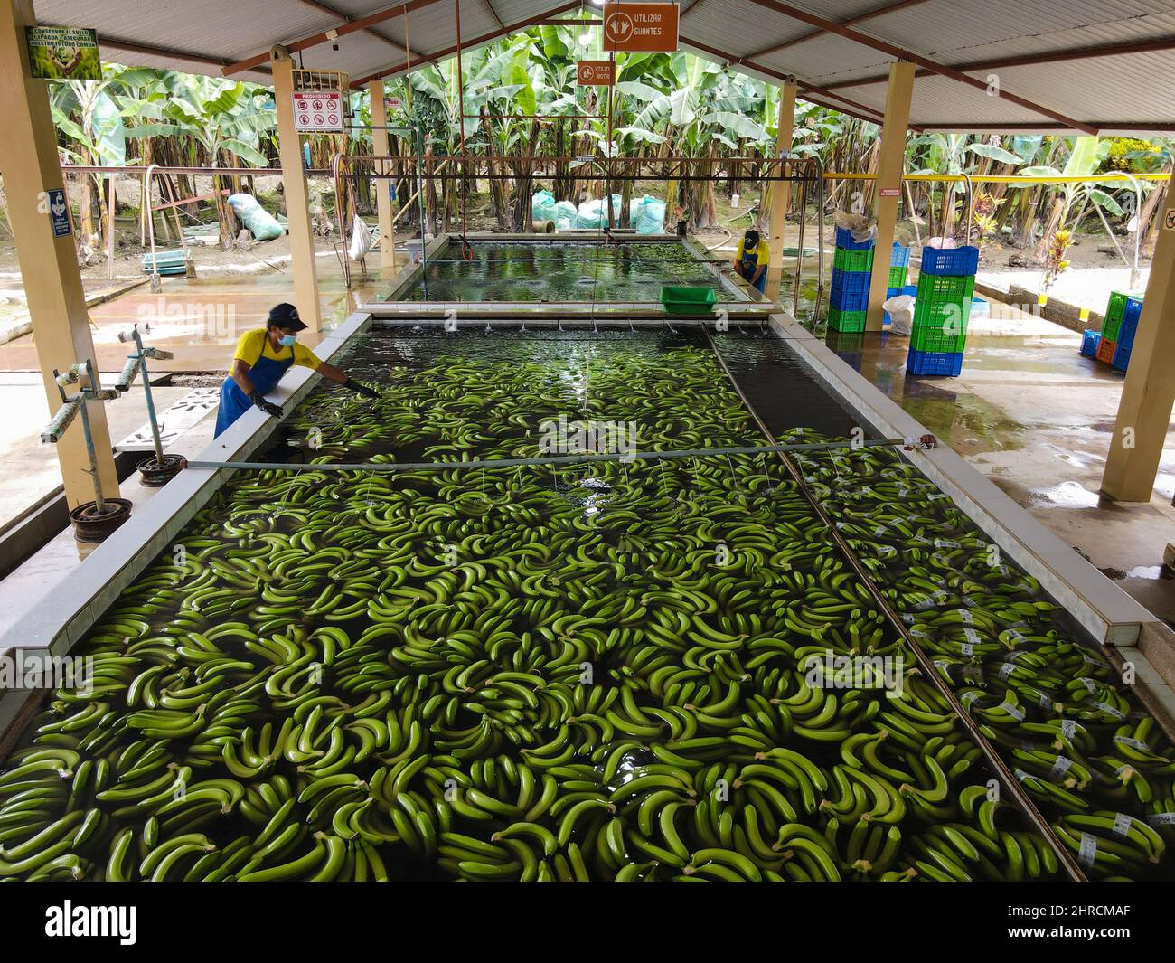 Machala, Ecuador. 23rd Feb, 2022. Bananas are cleaned in a water basin