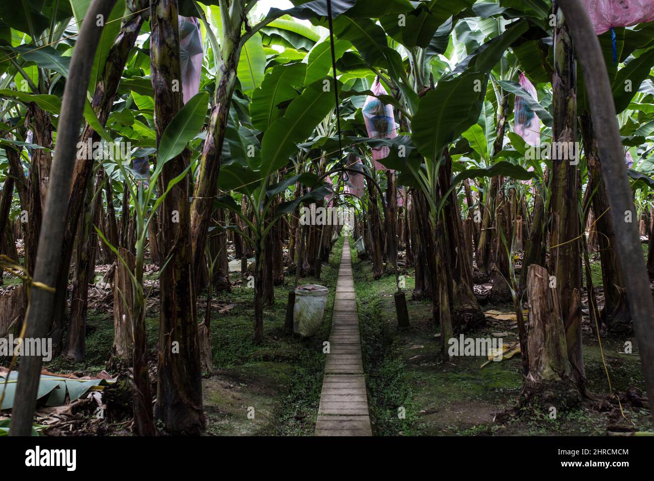Machala, Ecuador. 23rd Feb, 2022. Banana trees on the 'La Gacela' (The Gazelle) estate of the Agricultural Association of Banana Producers in El Oro. Credit: David Diaz/dpa/Alamy Live News Stock Photo