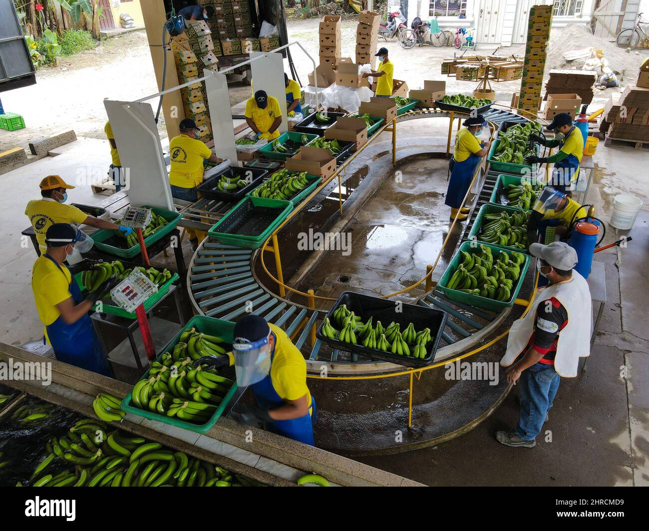 Machala, Ecuador. 23rd Feb, 2022. Harvested bananas are sorted by workers at the 'La Lucha' estate of the Agricultural Association of Banana Producers in El Oro. Credit: David Diaz/dpa/Alamy Live News Stock Photo