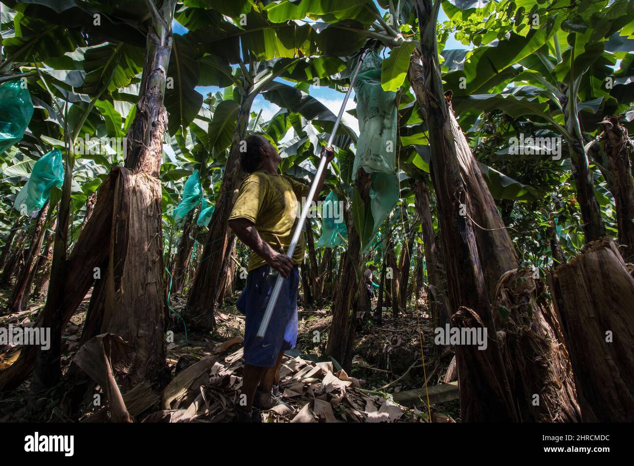 Ecuador banana plantations hires stock photography and images Alamy