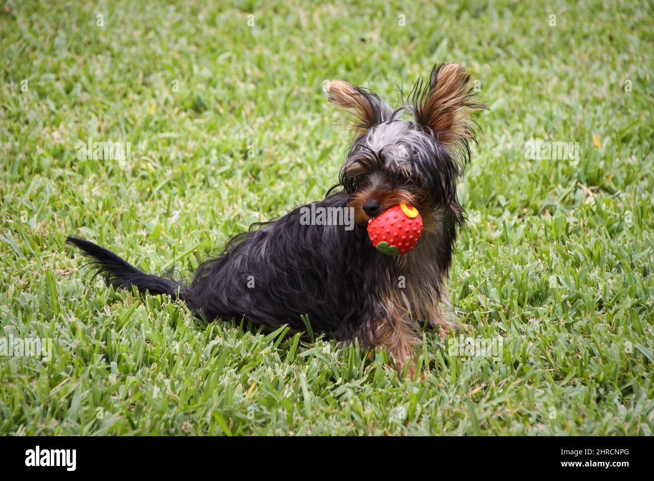 Little Yorkshire Terrier Chewing On Old Shoes Stock Photo