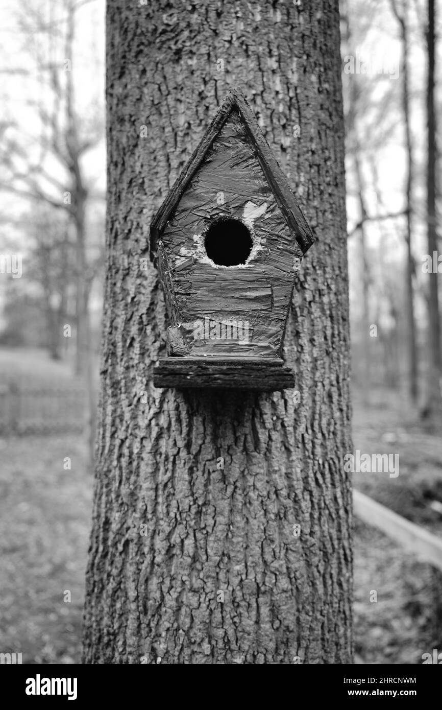 Tree for a small garden Black and White Stock Photos Images Alamy