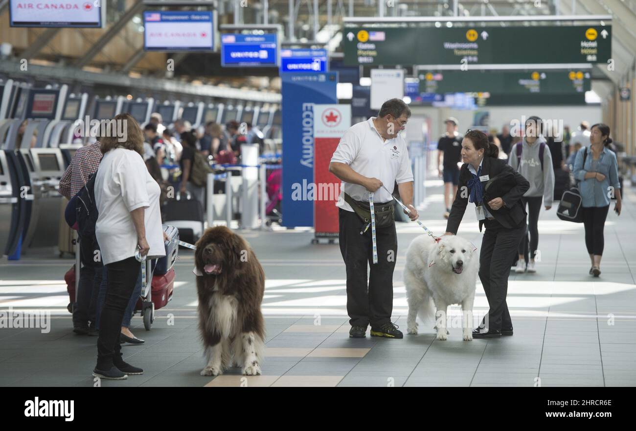 Can Dogs Walk Through Airports