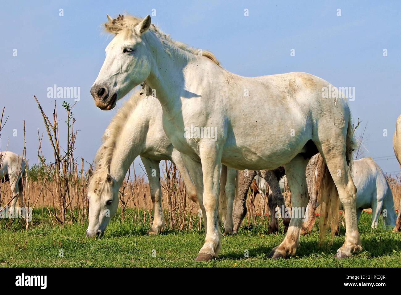 Herd of white horses grazing in a field Stock Photo - Alamy