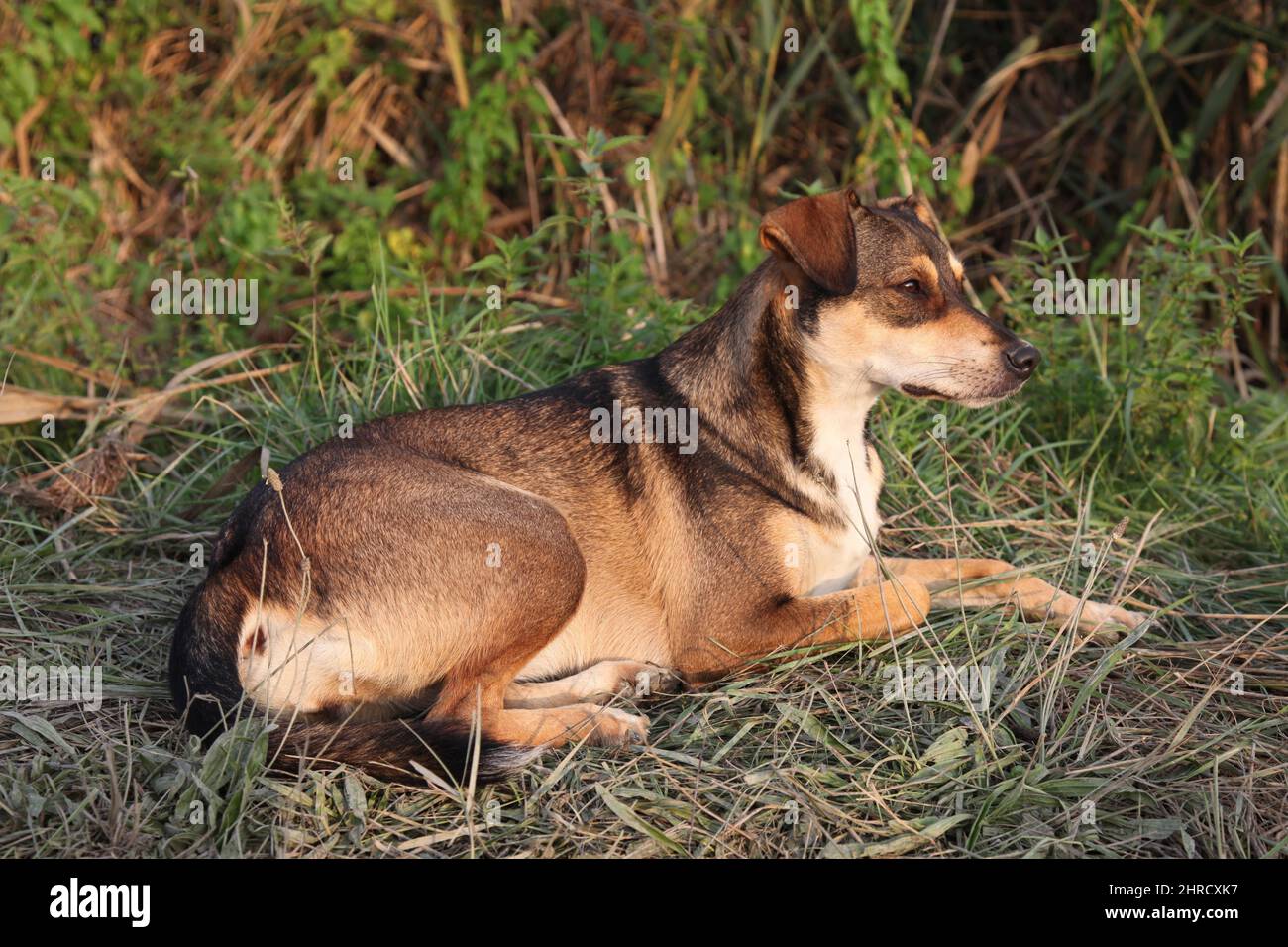 Cute brown dog laying on the ground Stock Photo - Alamy