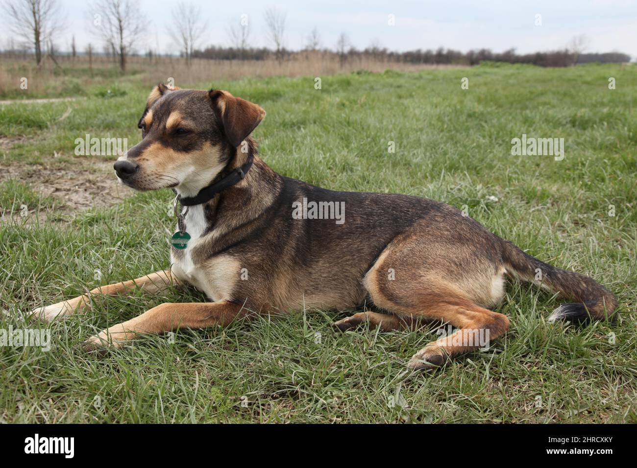 Brown dog with a neck belt laying on the green lawn Stock Photo Alamy