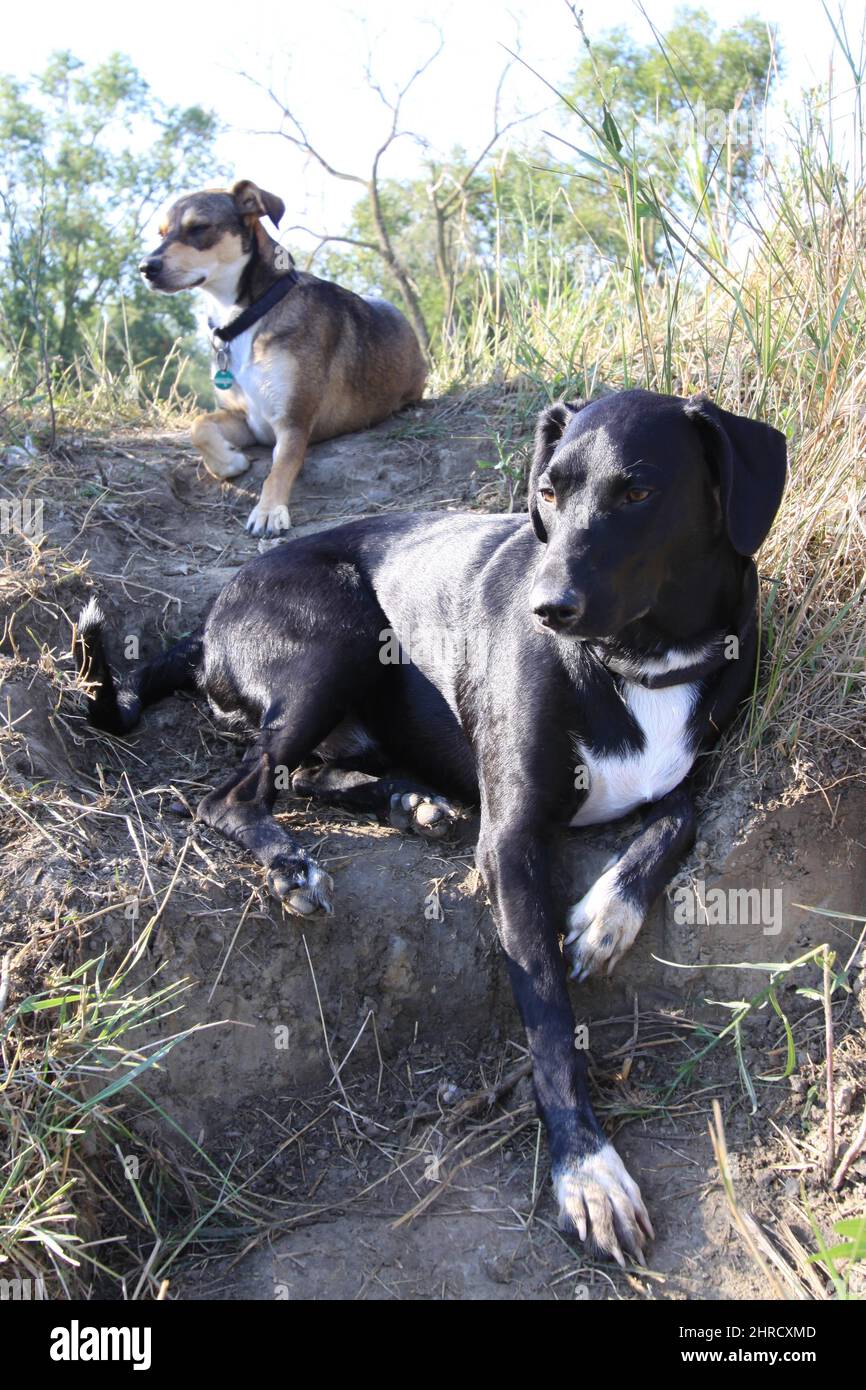 Brown and black dogs laying on the ground Stock Photo - Alamy
