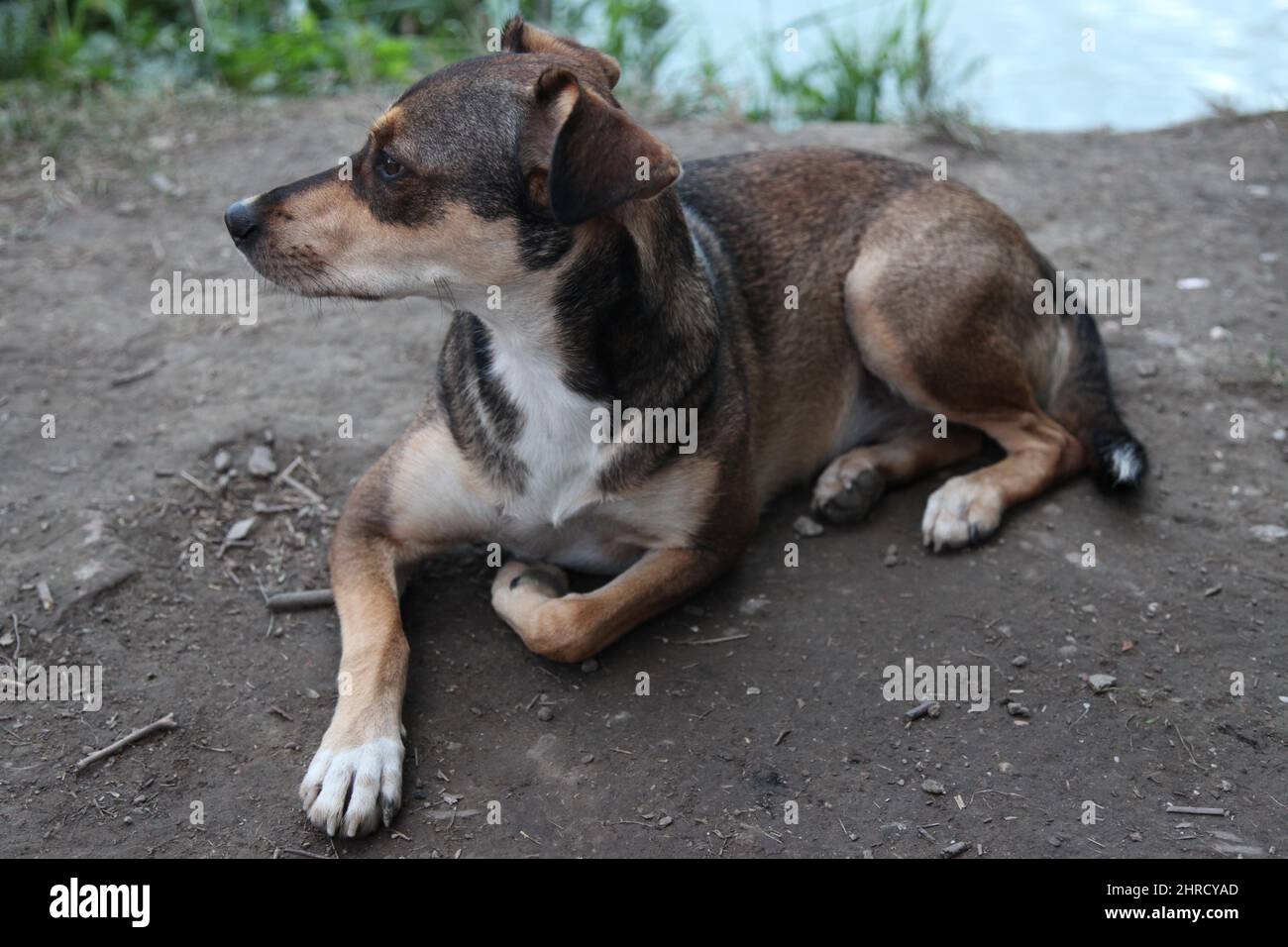 Cute brown dog laying on the ground Stock Photo - Alamy