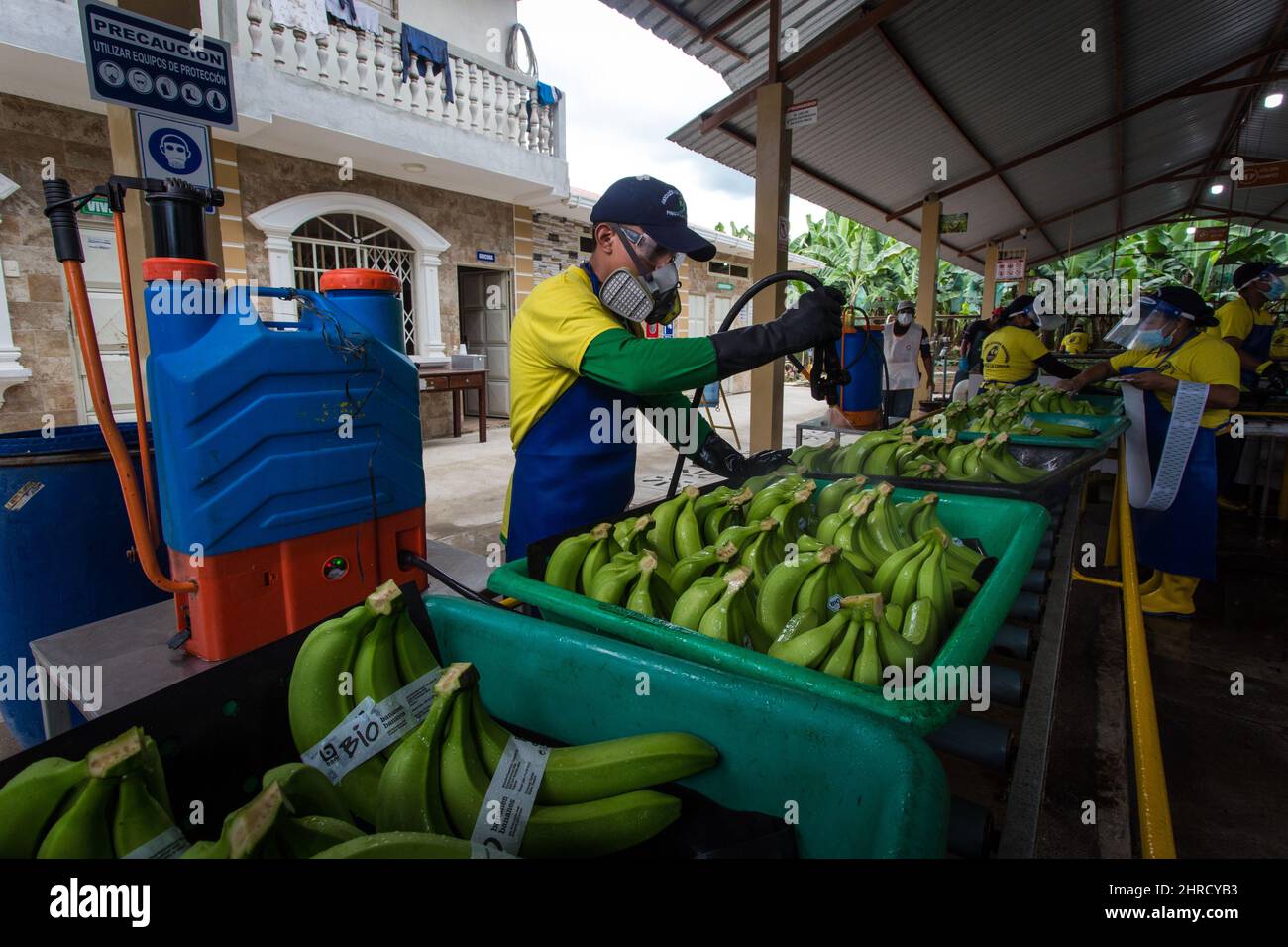 Machala, Ecuador. 23rd Feb, 2022. Bananas are cleaned by a worker on the 'La Lucha' estate. Credit: David Diaz/dpa/Alamy Live News Stock Photo