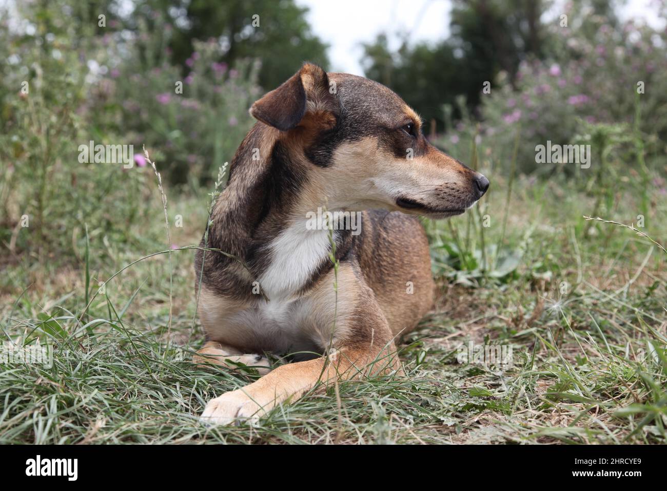 Cute brown dog laying on the ground Stock Photo - Alamy
