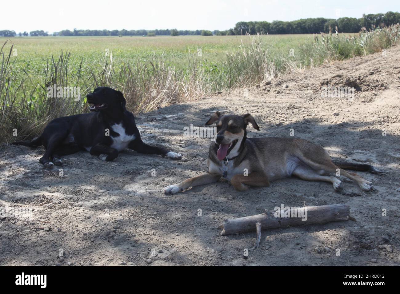 Brown and black dogs laying on the ground Stock Photo - Alamy