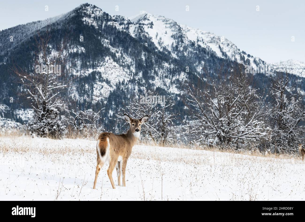 Whitetail Deer, Montana Stock Photo Alamy