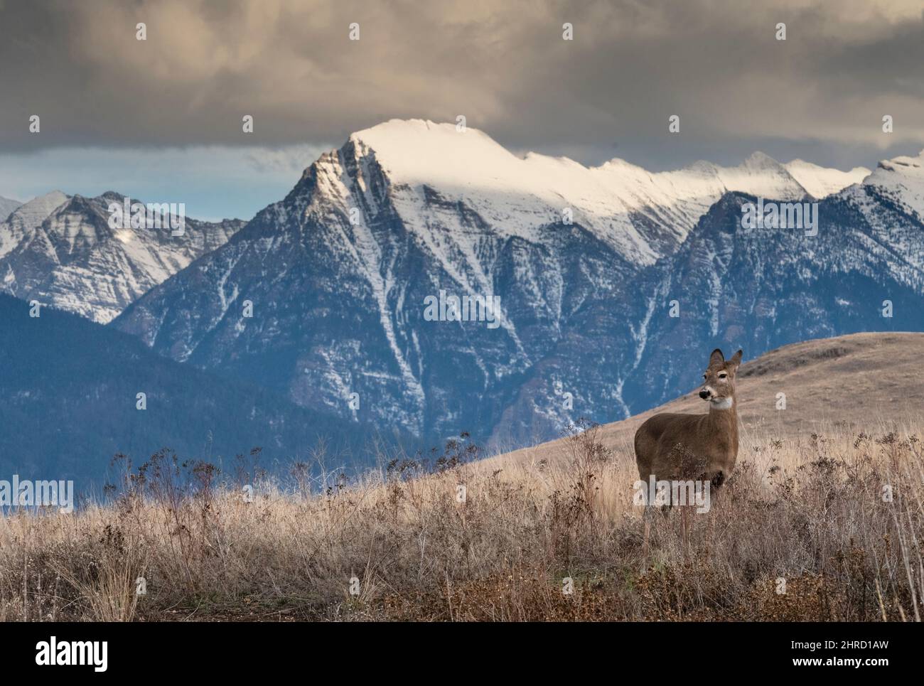 Whitetail Deer, Montana Stock Photo Alamy