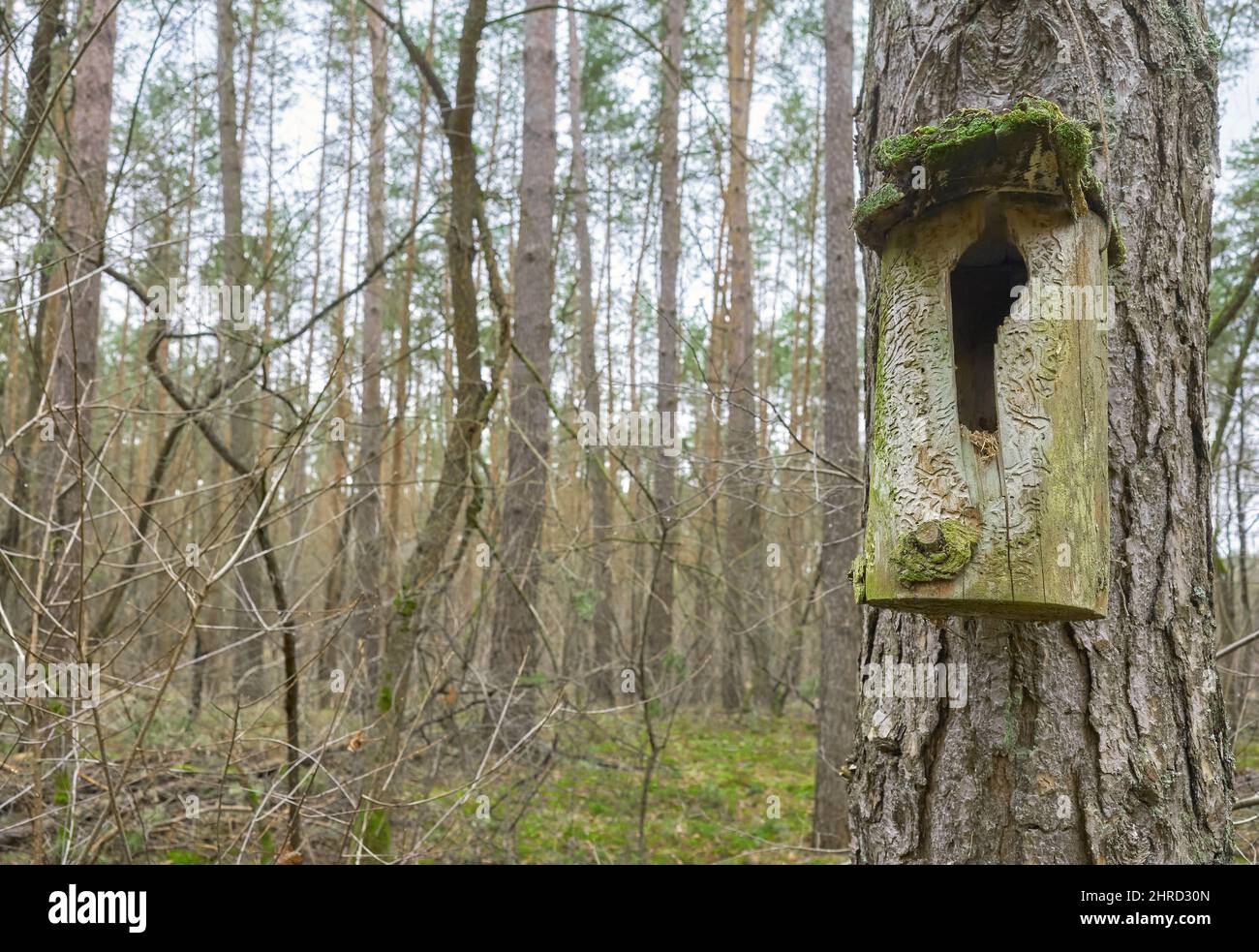 Wooden birdhouse in a forest, selective focus. Stock Photo