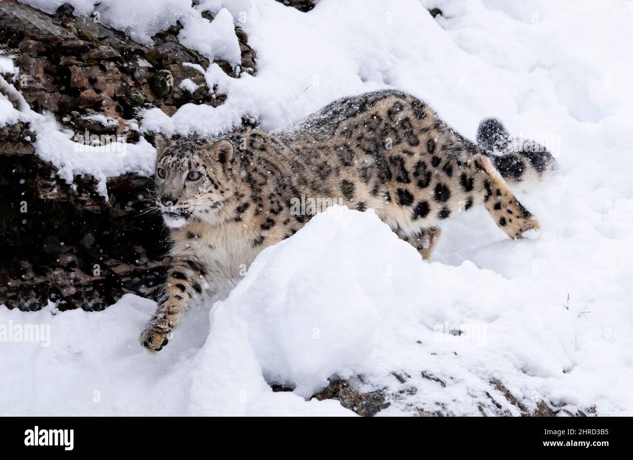 Snow Leopard; Panthera uncia; Winter; Big cat Stock Photo