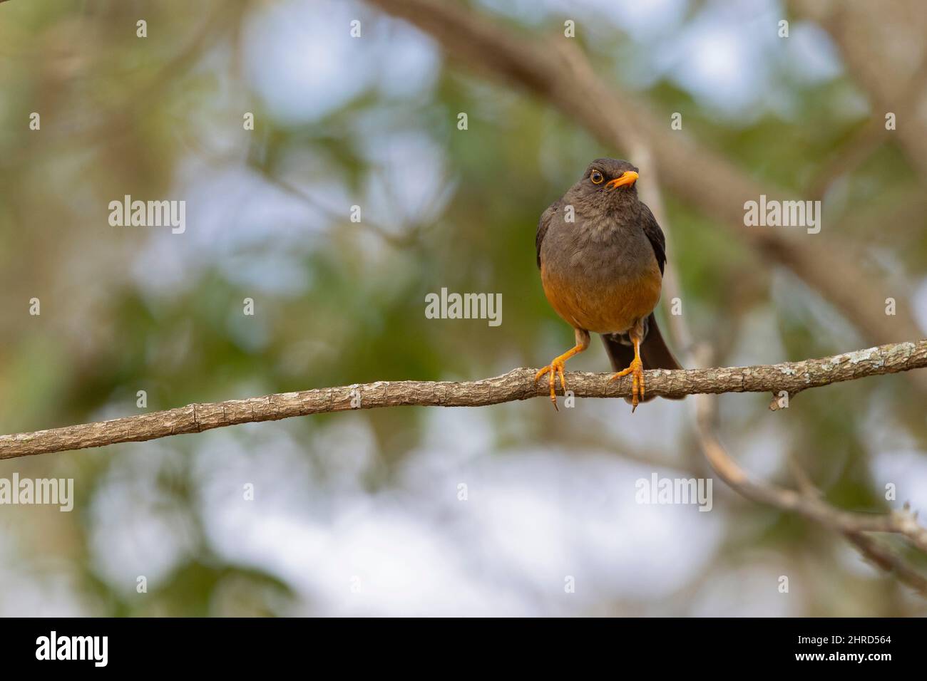 An abyssinian thrush (Turdus abyssinicus) perched on a branch of a tree. Stock Photo